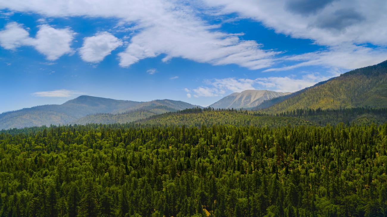 Mountain Landscape with Lush Pine Trees